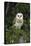 Barn Owl (Tyto Alba), Captive, Cumbria, England, United Kingdom, Europe-Ann & Steve Toon-Stretched Canvas