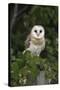 Barn Owl (Tyto Alba), Captive, Cumbria, England, United Kingdom, Europe-Ann & Steve Toon-Stretched Canvas