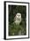 Barn Owl (Tyto Alba), Captive, Cumbria, England, United Kingdom, Europe-Ann & Steve Toon-Framed Photographic Print