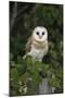 Barn Owl (Tyto Alba), Captive, Cumbria, England, United Kingdom, Europe-Ann & Steve Toon-Mounted Photographic Print