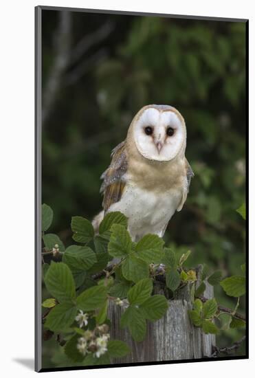 Barn Owl (Tyto Alba), Captive, Cumbria, England, United Kingdom, Europe-Ann & Steve Toon-Mounted Photographic Print