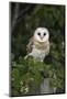 Barn Owl (Tyto Alba), Captive, Cumbria, England, United Kingdom, Europe-Ann & Steve Toon-Mounted Photographic Print