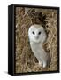 Barn Owl ( Tyto Alba), Captive, in Bales of Straw, Barn Owl Centre, Gloucestershire, England, Uk-null-Framed Stretched Canvas