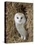 Barn Owl ( Tyto Alba), Captive, in Bales of Straw, Barn Owl Centre, Gloucestershire, England, Uk-null-Stretched Canvas