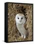 Barn Owl ( Tyto Alba), Captive, in Bales of Straw, Barn Owl Centre, Gloucestershire, England, Uk-null-Framed Stretched Canvas