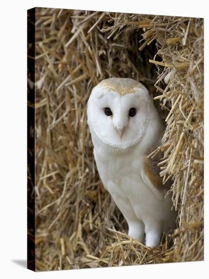 Barn Owl ( Tyto Alba), Captive, in Bales of Straw, Barn Owl Centre, Gloucestershire, England, Uk-null-Stretched Canvas