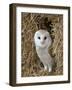 Barn Owl ( Tyto Alba), Captive, in Bales of Straw, Barn Owl Centre, Gloucestershire, England, Uk-null-Framed Photographic Print