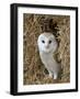 Barn Owl ( Tyto Alba), Captive, in Bales of Straw, Barn Owl Centre, Gloucestershire, England, Uk-null-Framed Photographic Print