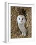 Barn Owl ( Tyto Alba), Captive, in Bales of Straw, Barn Owl Centre, Gloucestershire, England, Uk-null-Framed Photographic Print