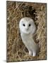 Barn Owl ( Tyto Alba), Captive, in Bales of Straw, Barn Owl Centre, Gloucestershire, England, Uk-null-Mounted Photographic Print