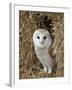 Barn Owl ( Tyto Alba), Captive, in Bales of Straw, Barn Owl Centre, Gloucestershire, England, Uk-null-Framed Photographic Print