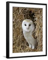 Barn Owl ( Tyto Alba), Captive, in Bales of Straw, Barn Owl Centre, Gloucestershire, England, Uk-null-Framed Photographic Print