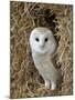 Barn Owl ( Tyto Alba), Captive, in Bales of Straw, Barn Owl Centre, Gloucestershire, England, Uk-null-Mounted Photographic Print