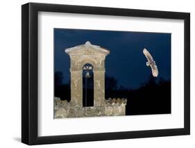 Barn Owl (Tyto Alba) Flying over a Church in Pitigliano, Tuscany, Italy-Angelo Gandolfi-Framed Photographic Print