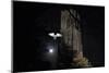 Barn Owl (Tyto Alba) Flying Past the Tower of St James Church with Moon Behind-Ernie Janes-Mounted Photographic Print