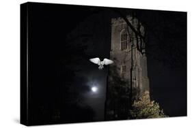 Barn Owl (Tyto Alba) Flying Past the Tower of St James Church with Moon Behind-Ernie Janes-Stretched Canvas