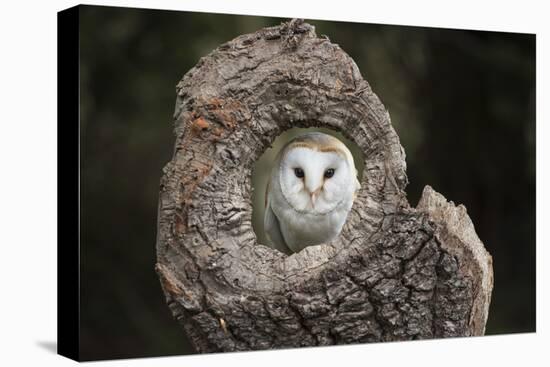 Barn Owl (Tyto Alba), Herefordshire, England, United Kingdom-Janette Hill-Stretched Canvas