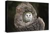 Barn Owl (Tyto Alba), Herefordshire, England, United Kingdom-Janette Hill-Stretched Canvas