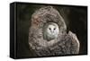 Barn Owl (Tyto Alba), Herefordshire, England, United Kingdom-Janette Hill-Framed Stretched Canvas