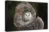Barn Owl (Tyto Alba), Herefordshire, England, United Kingdom-Janette Hill-Stretched Canvas