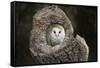 Barn Owl (Tyto Alba), Herefordshire, England, United Kingdom-Janette Hill-Framed Stretched Canvas