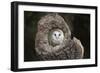 Barn Owl (Tyto Alba), Herefordshire, England, United Kingdom-Janette Hill-Framed Photographic Print