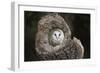 Barn Owl (Tyto Alba), Herefordshire, England, United Kingdom-Janette Hill-Framed Photographic Print