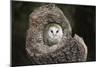 Barn Owl (Tyto Alba), Herefordshire, England, United Kingdom-Janette Hill-Mounted Photographic Print