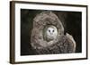 Barn Owl (Tyto Alba), Herefordshire, England, United Kingdom-Janette Hill-Framed Photographic Print