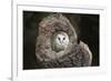 Barn Owl (Tyto Alba), Herefordshire, England, United Kingdom-Janette Hill-Framed Photographic Print