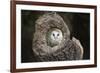 Barn Owl (Tyto Alba), Herefordshire, England, United Kingdom-Janette Hill-Framed Photographic Print