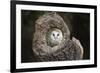 Barn Owl (Tyto Alba), Herefordshire, England, United Kingdom-Janette Hill-Framed Photographic Print