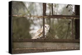 Barn Owl (Tyto Alba), Herefordshire, England, United Kingdom-Janette Hill-Stretched Canvas