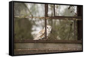 Barn Owl (Tyto Alba), Herefordshire, England, United Kingdom-Janette Hill-Framed Stretched Canvas