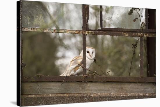 Barn Owl (Tyto Alba), Herefordshire, England, United Kingdom-Janette Hill-Stretched Canvas