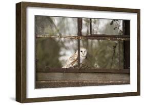 Barn Owl (Tyto Alba), Herefordshire, England, United Kingdom-Janette Hill-Framed Photographic Print