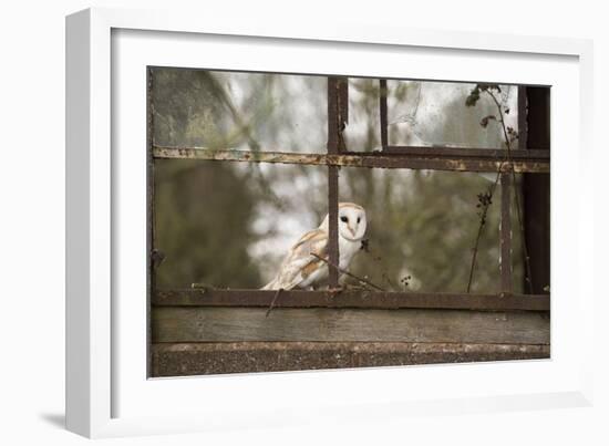 Barn Owl (Tyto Alba), Herefordshire, England, United Kingdom-Janette Hill-Framed Photographic Print