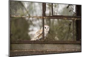 Barn Owl (Tyto Alba), Herefordshire, England, United Kingdom-Janette Hill-Mounted Photographic Print