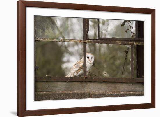 Barn Owl (Tyto Alba), Herefordshire, England, United Kingdom-Janette Hill-Framed Photographic Print