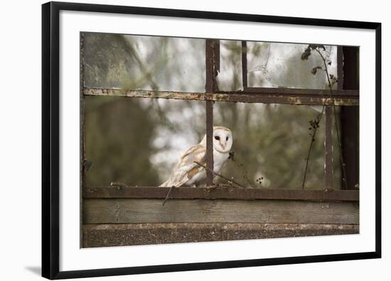 Barn Owl (Tyto Alba), Herefordshire, England, United Kingdom-Janette Hill-Framed Photographic Print