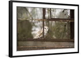 Barn Owl (Tyto Alba), Herefordshire, England, United Kingdom-Janette Hill-Framed Photographic Print