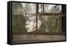 Barn Owl (Tyto Alba), Herefordshire, England, United Kingdom-Janette Hill-Framed Stretched Canvas