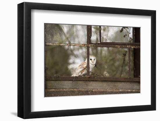 Barn Owl (Tyto Alba), Herefordshire, England, United Kingdom-Janette Hill-Framed Photographic Print