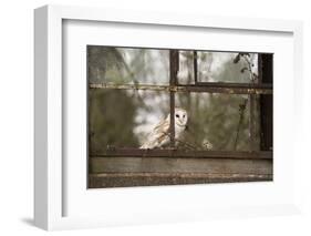 Barn Owl (Tyto Alba), Herefordshire, England, United Kingdom-Janette Hill-Framed Photographic Print