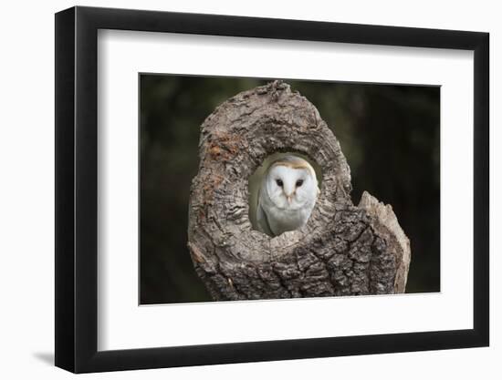 Barn Owl (Tyto Alba), Herefordshire, England, United Kingdom-Janette Hill-Framed Photographic Print