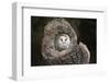 Barn Owl (Tyto Alba), Herefordshire, England, United Kingdom-Janette Hill-Framed Photographic Print