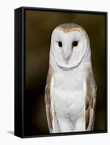 Barn Owl (Tyto Alba) in Captivity, Arizona Sonora Desert Museum, Tucson, Arizona, USA-James Hager-Framed Stretched Canvas