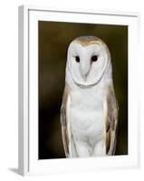 Barn Owl (Tyto Alba) in Captivity, Arizona Sonora Desert Museum, Tucson, Arizona, USA-James Hager-Framed Photographic Print