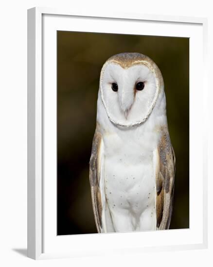 Barn Owl (Tyto Alba) in Captivity, Arizona Sonora Desert Museum, Tucson, Arizona, USA-James Hager-Framed Photographic Print