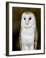 Barn Owl (Tyto Alba) in Captivity, Arizona Sonora Desert Museum, Tucson, Arizona, USA-James Hager-Framed Photographic Print